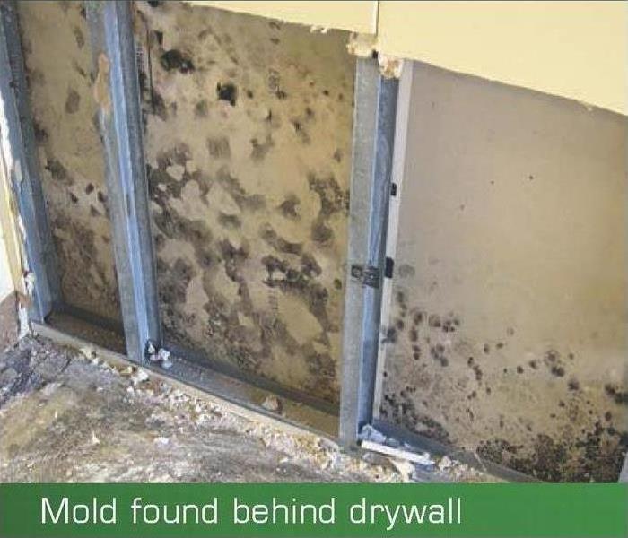mold found behind drywall